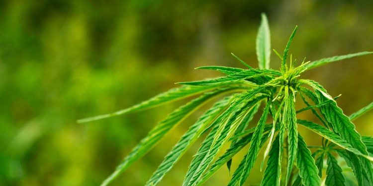 The Best CBD Flower Strains for Sleep
