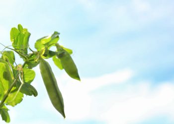 Adding more legumes to crop rotations has benefits, study says