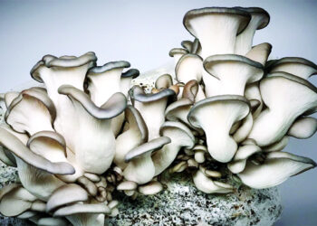 Oyster Mushroom for health