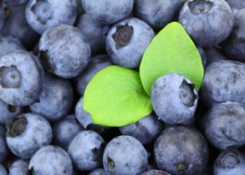 Import of US blueberries to India increases: USHBC