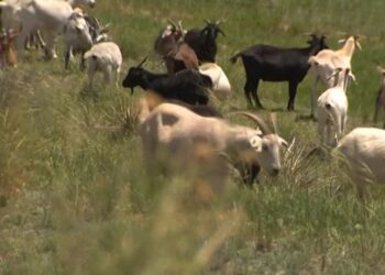 Hundreds Of Goats Are Invading Parker…Here’s Why