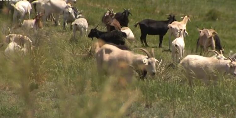 Hundreds Of Goats Are Invading Parker…Here’s Why