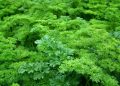 Vitamin K Benefits, Sources and Side Effects
