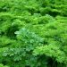 Vitamin K Benefits, Sources and Side Effects