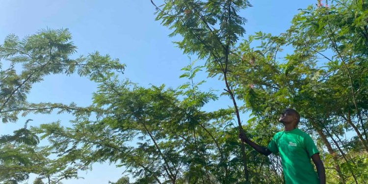 Trees For The Future: One Farmer’s Story